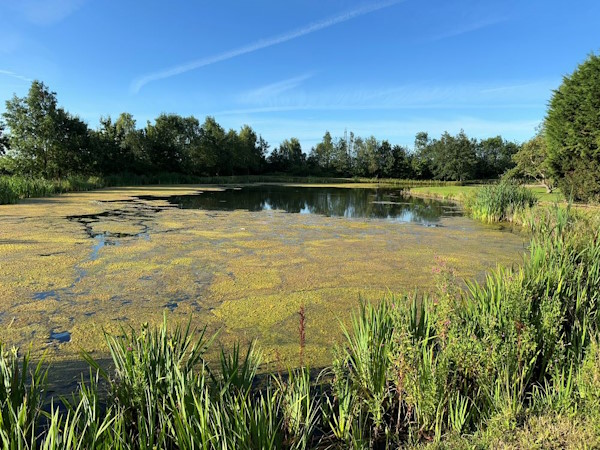 Lake filled with weed before clearance maintenance work